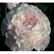 Пион Paeonia Nick Shaylor